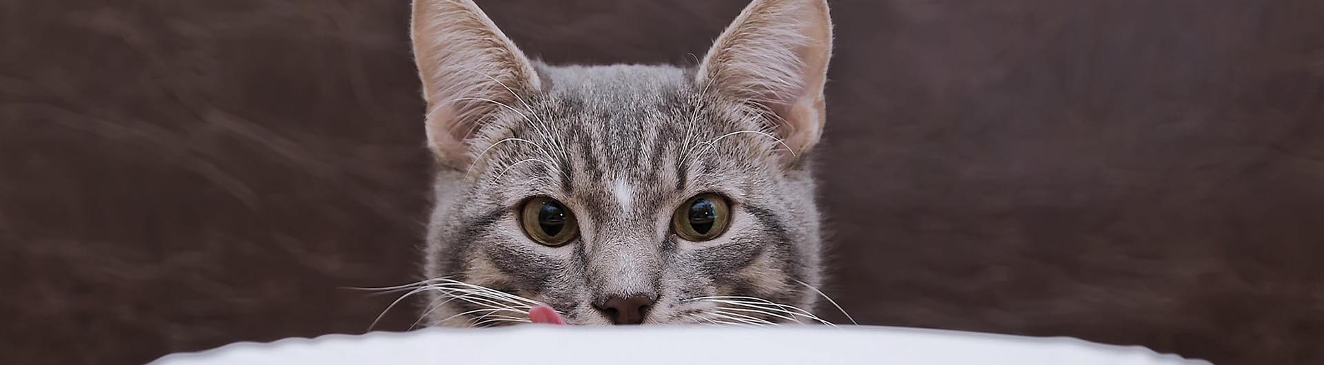 Le caractère gourmet du chat