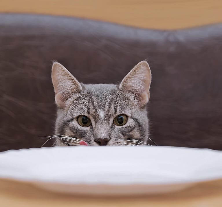 Le caractère gourmet du chat