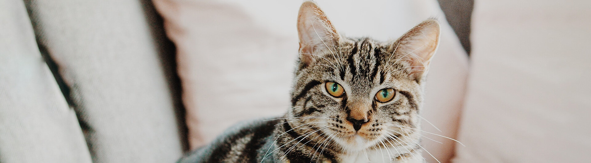 Comportements du chat