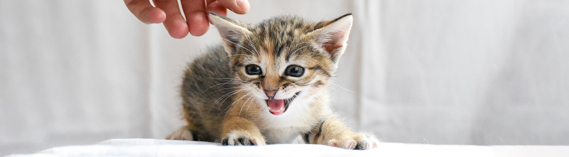 Les miaulement du chat