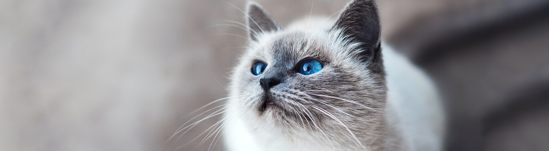 Pourquoi les chats ronronnent-ils?