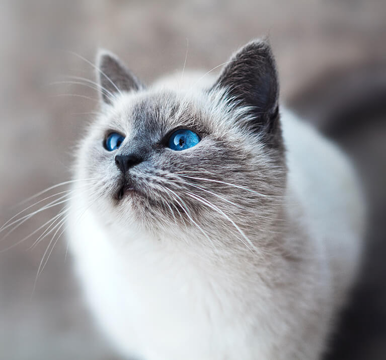 Pourquoi les chats ronronnent-ils?