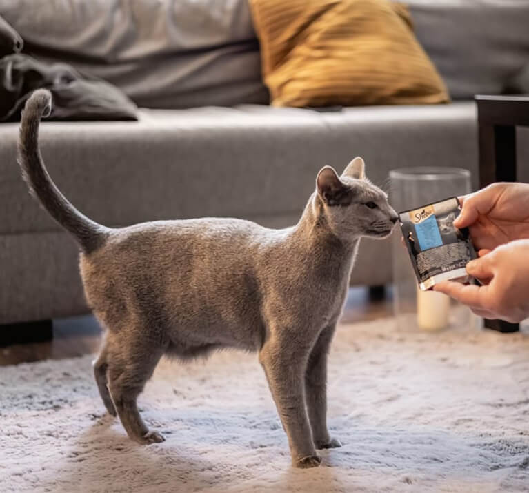 Que mangent les chats ? Comment et quand les nourrir