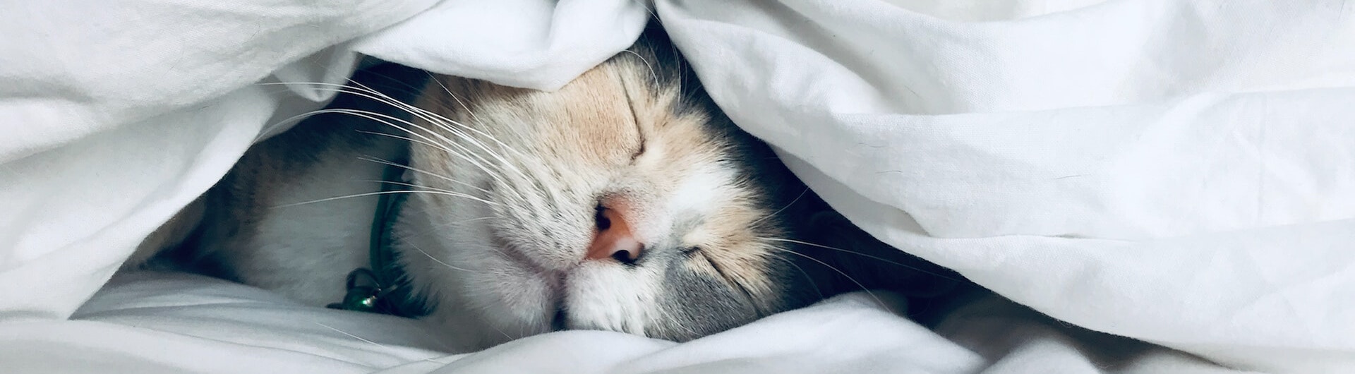 Est-ce que les chats rêvent ? Et font-ils des cauchemars ?