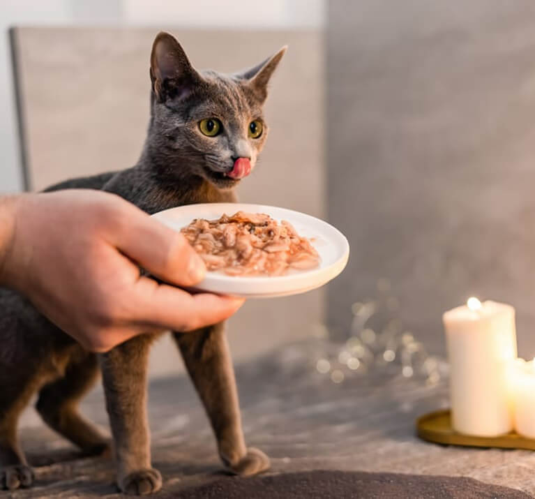 Chat gris se lèche les babines devant sa gamelle de pâté