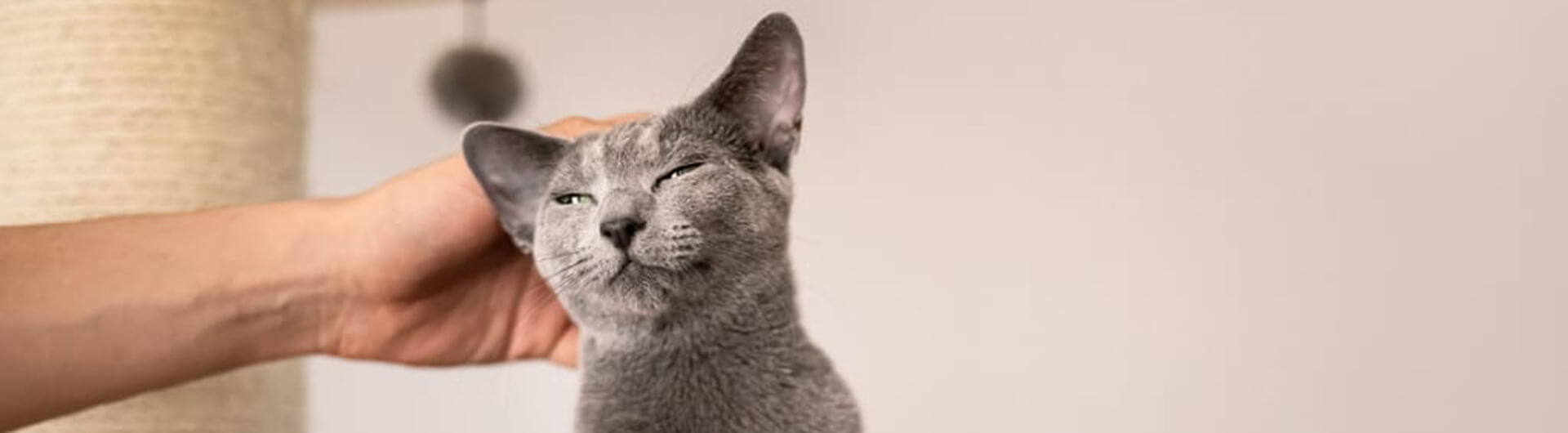 Chat gris sur un arbre à chat se fait caresser par son maître