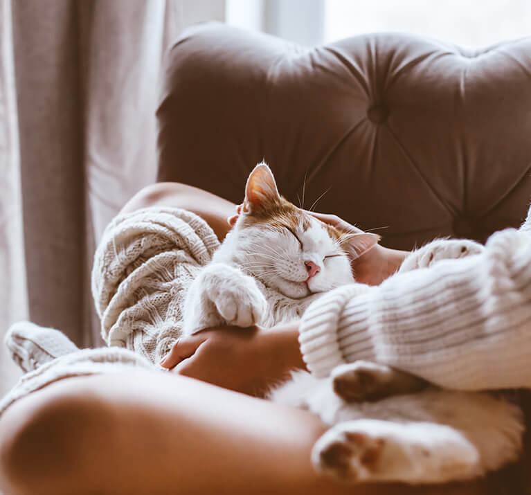 Un chat blanc dort sur les genoux de sa maîtresse