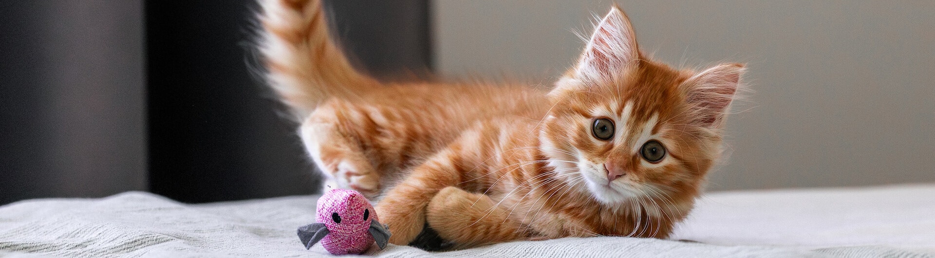 Un chaton roux joue avec un peluche rose sur le lit