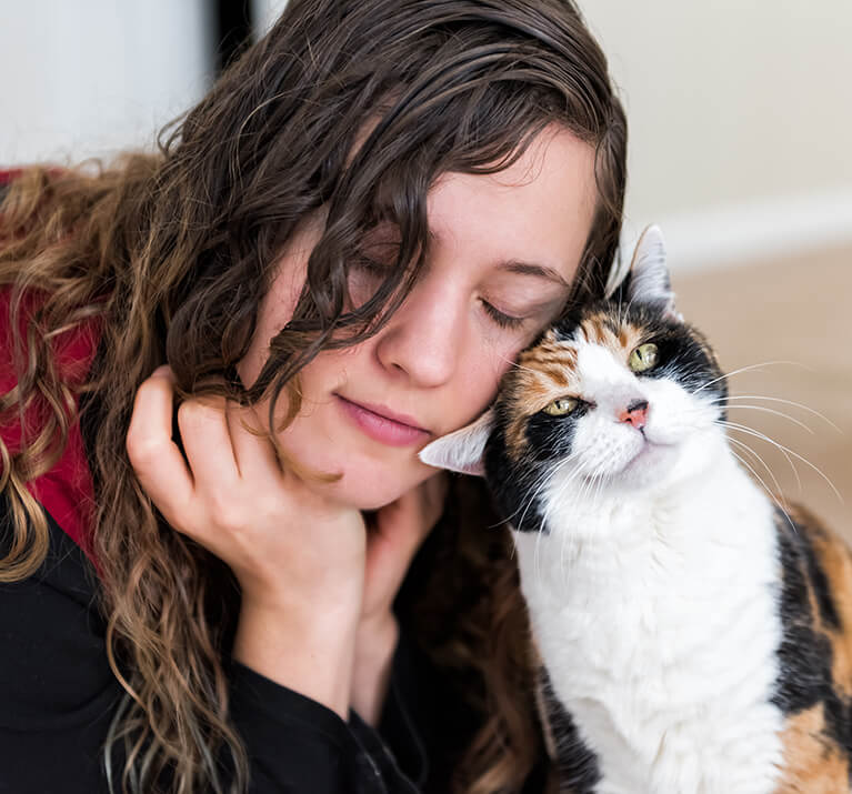 Chat écaille de tortue frotte sa tête sur sa maîtresse.