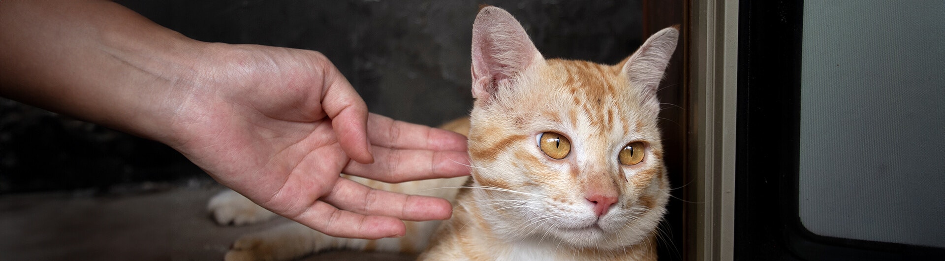 Un chat roux se fait caresser et regarde ailleurs.