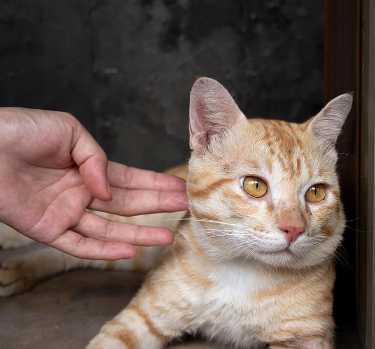 Un chat roux se fait caresser et regarde ailleurs.
