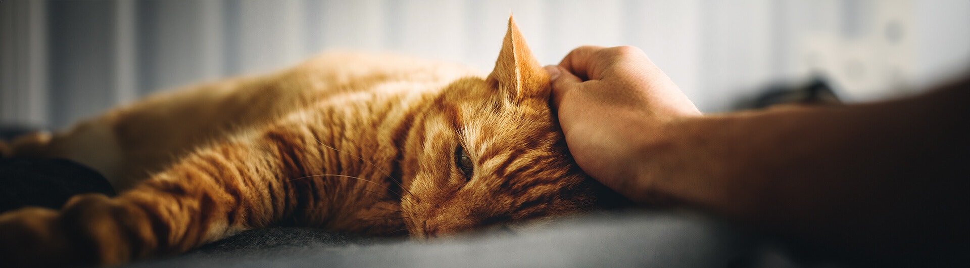 Un chat roux allongé se fait caresser par son maître.