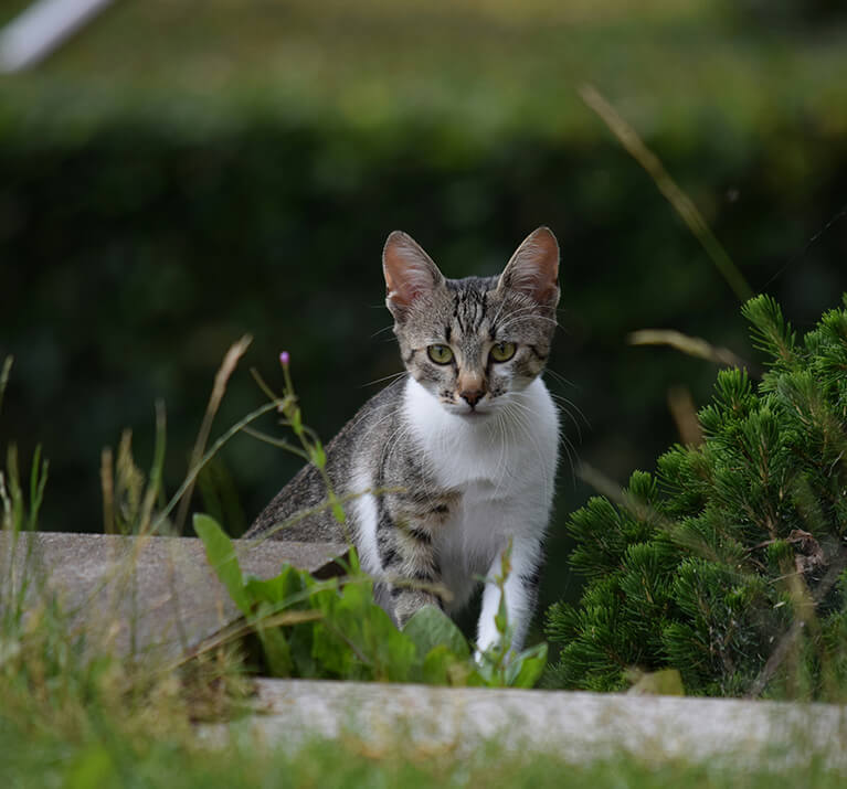 Chat gris et blanc dans un jardin à côté d'un arbuste