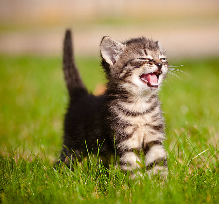 Cat in the grass meowing