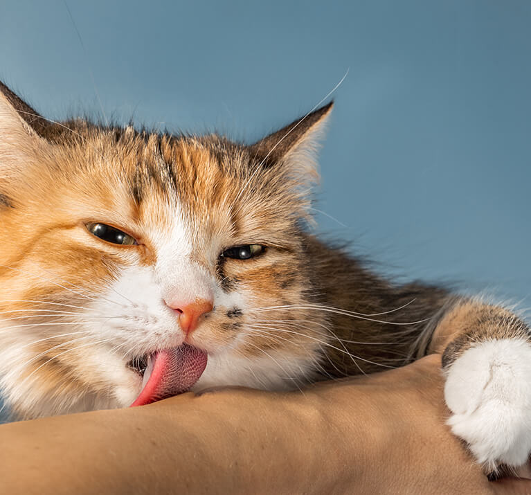 chat léchant son propriétaire