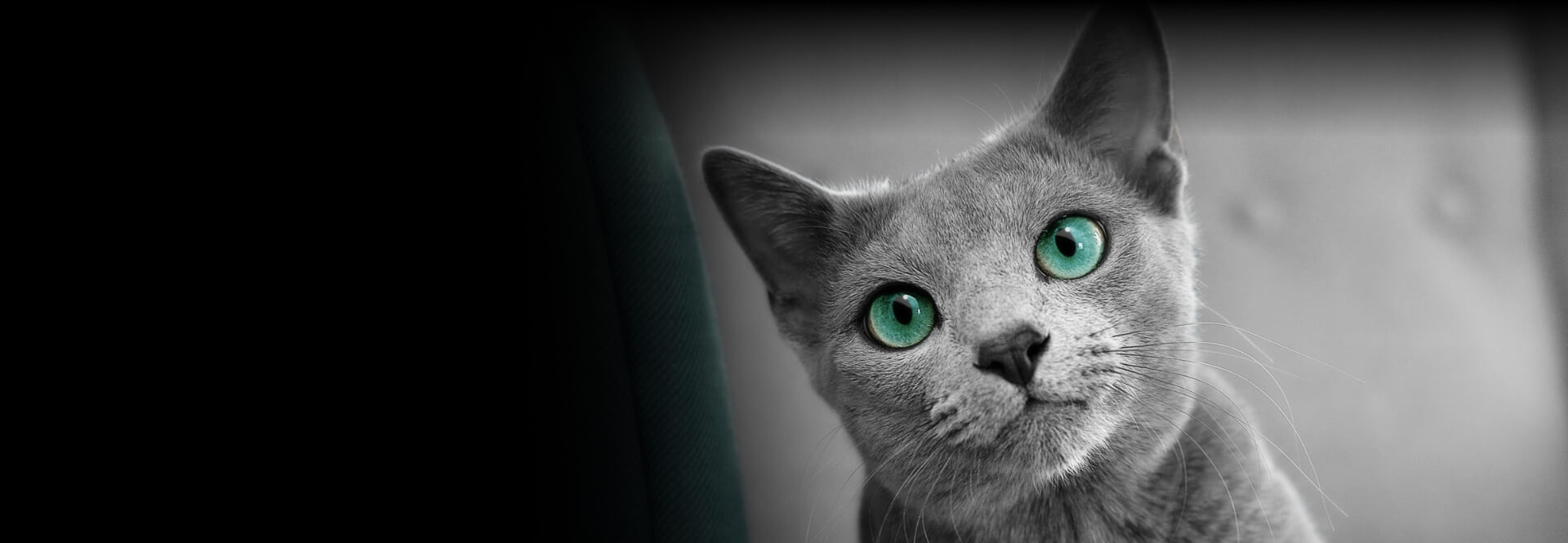 Votre chat mérite le meilleur