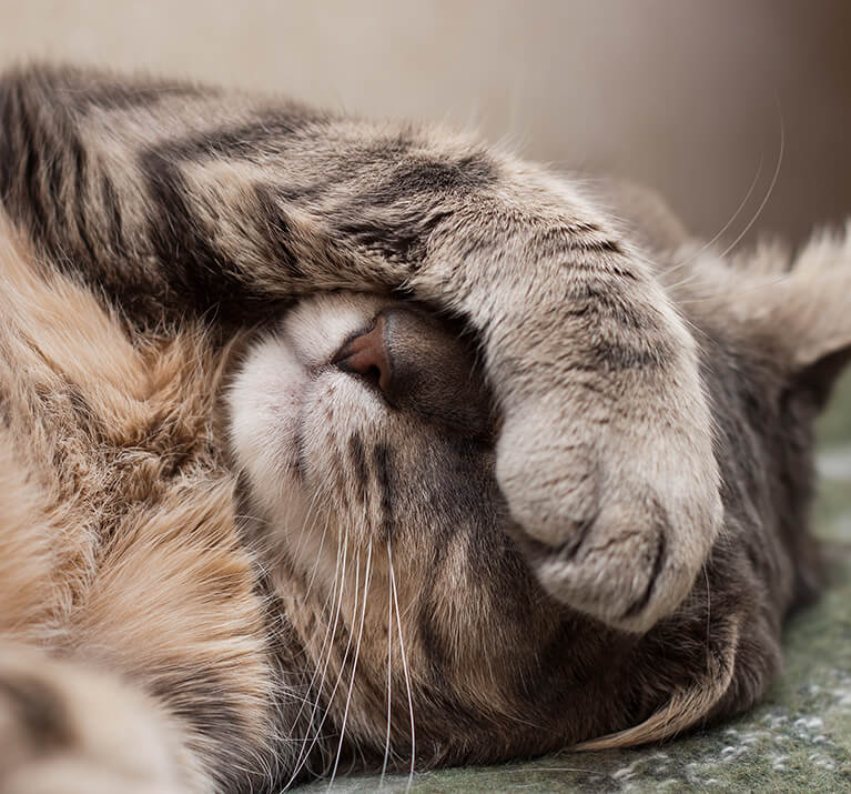 grey cat covers eyes with paw