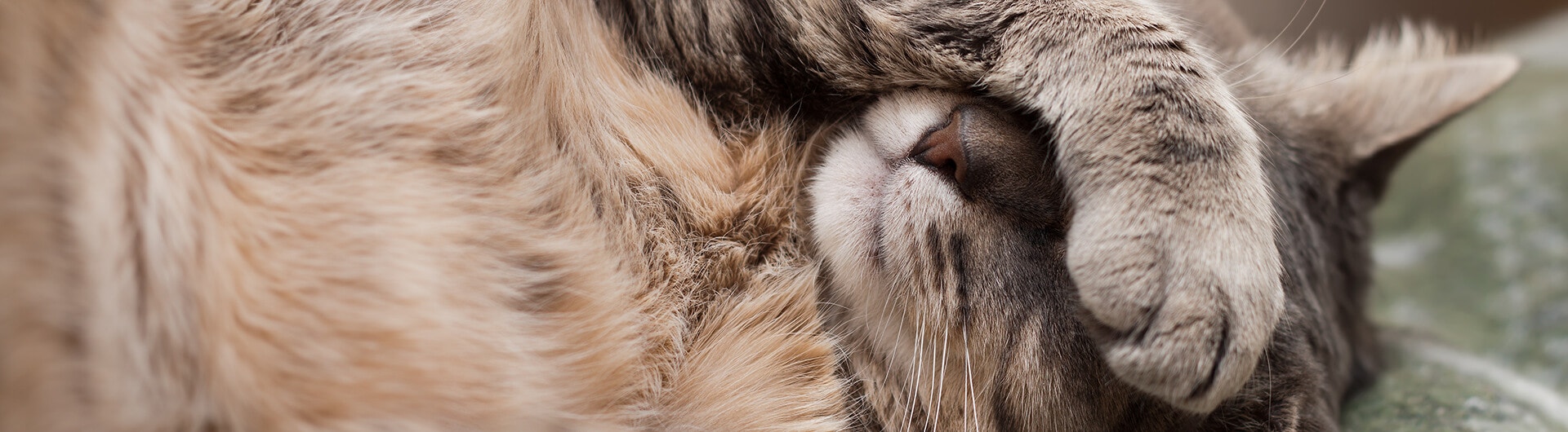 grey cat covers eyes with paw