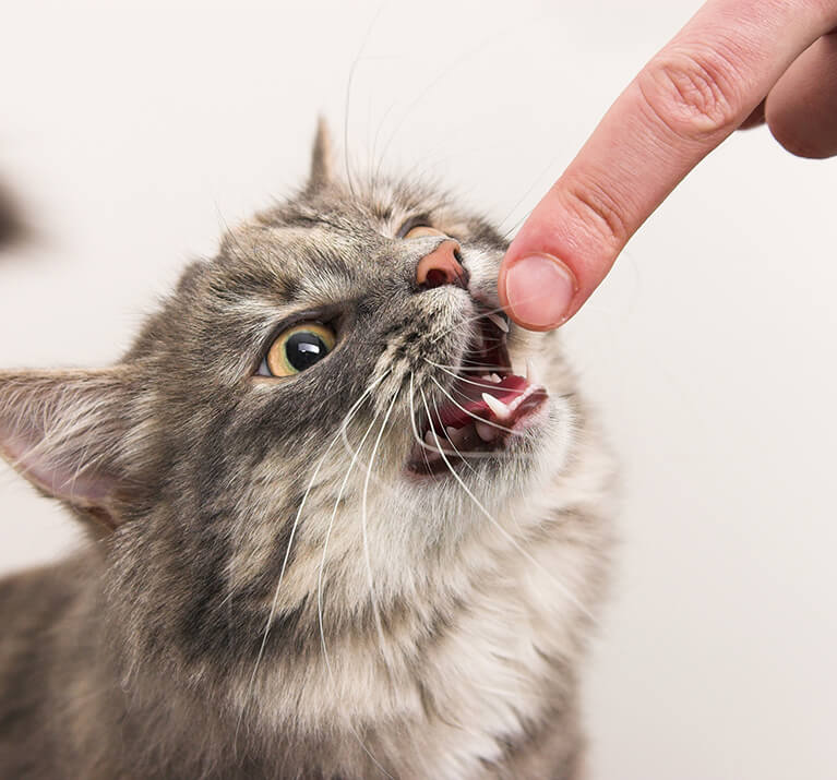 grey cat with mouth open near human finger