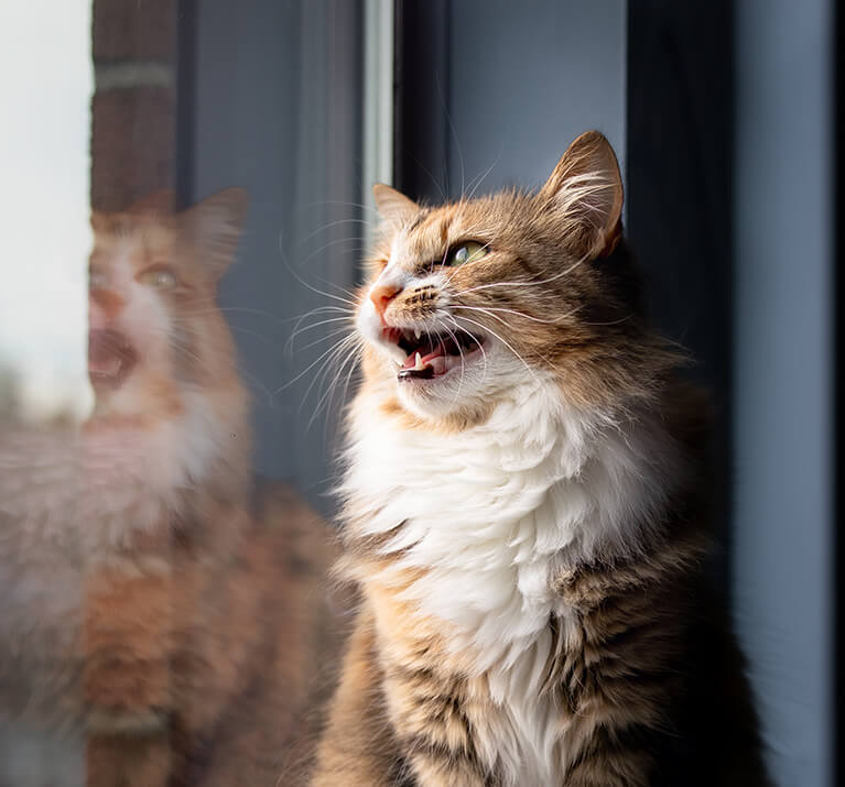 brown and white cat looks out the window