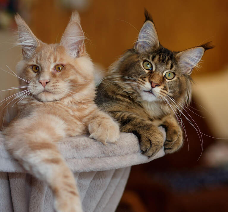 deux chats mignons dans un panier