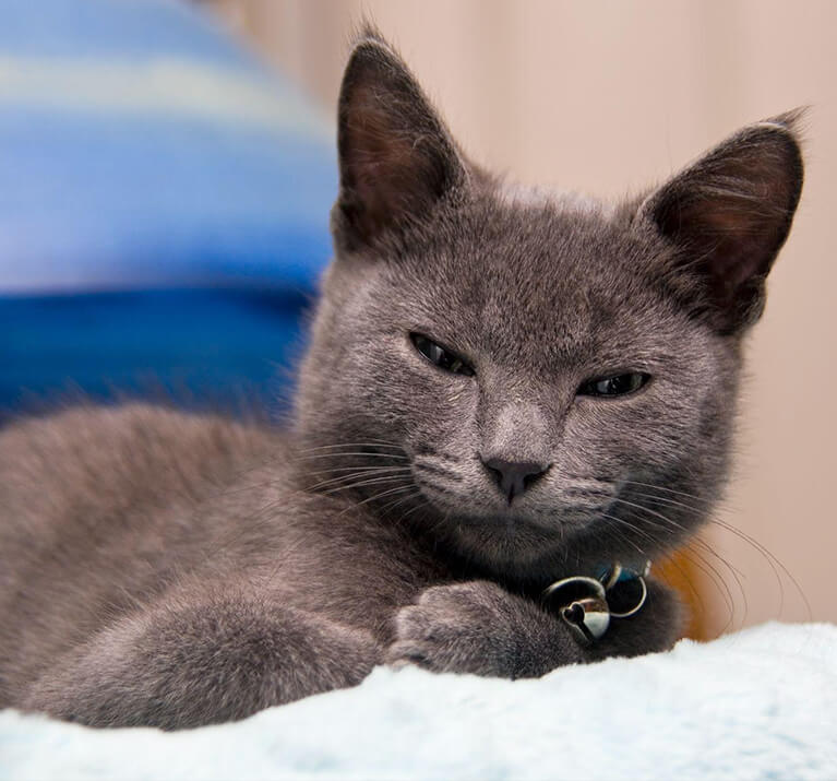 chat domestique à poil court grincheux