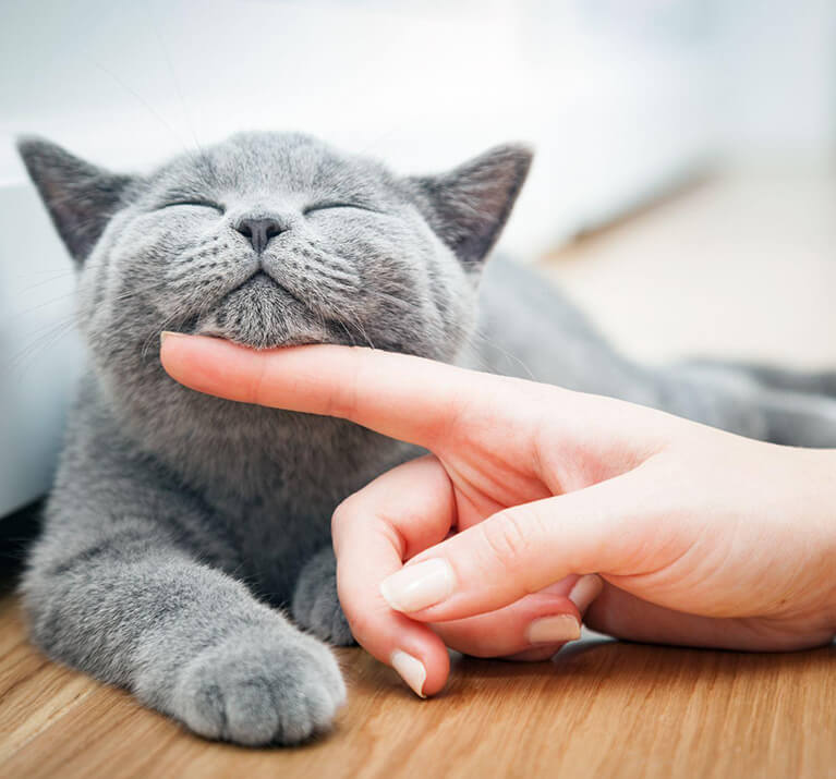 joli chat gris heureux