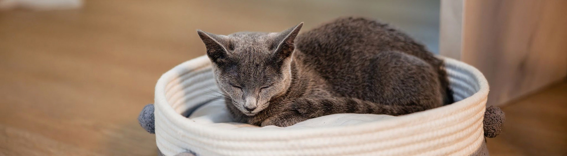 Chat mignon endormi sur un lit de chat.