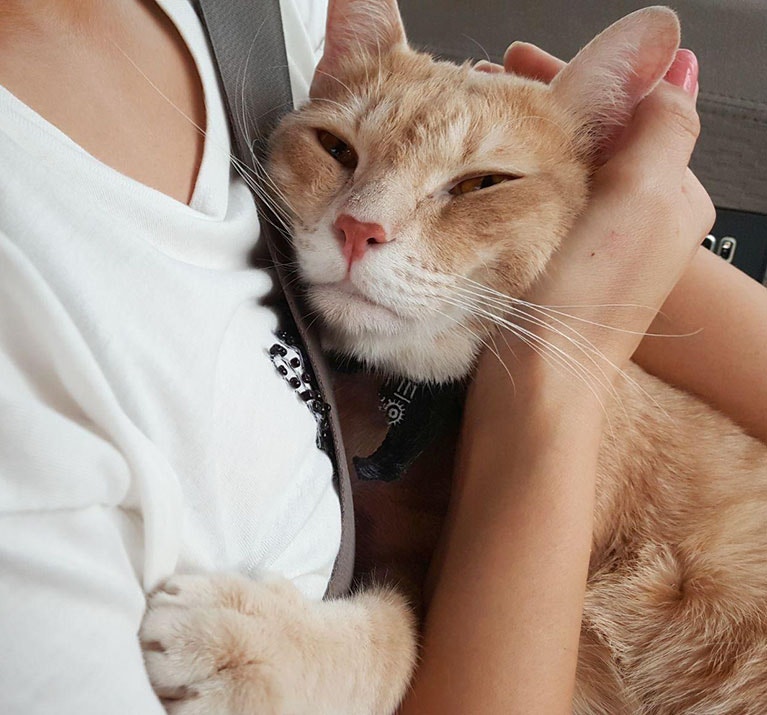 chat s'accrochant à son propriétaire