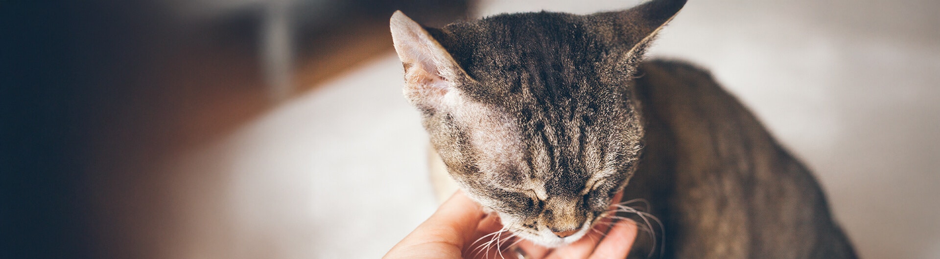 Chat qui se fait caresser par son maître afin de réduire son stress
