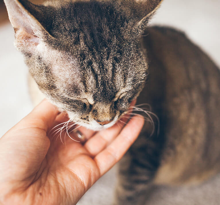 Chat qui se fait caresser par son maître afin de réduire son stress