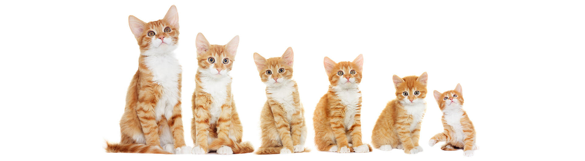 chatons avec fond blanc