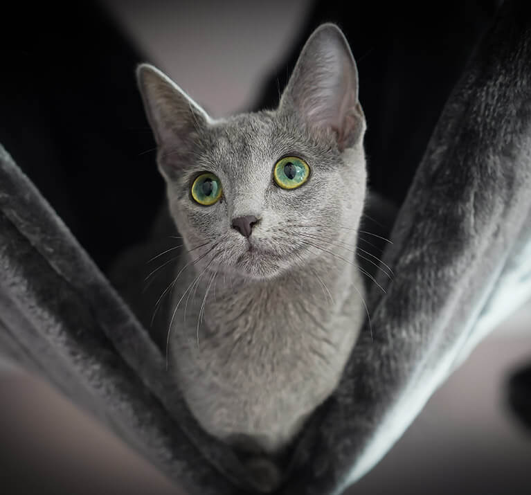 mignon chat bleu russe gris