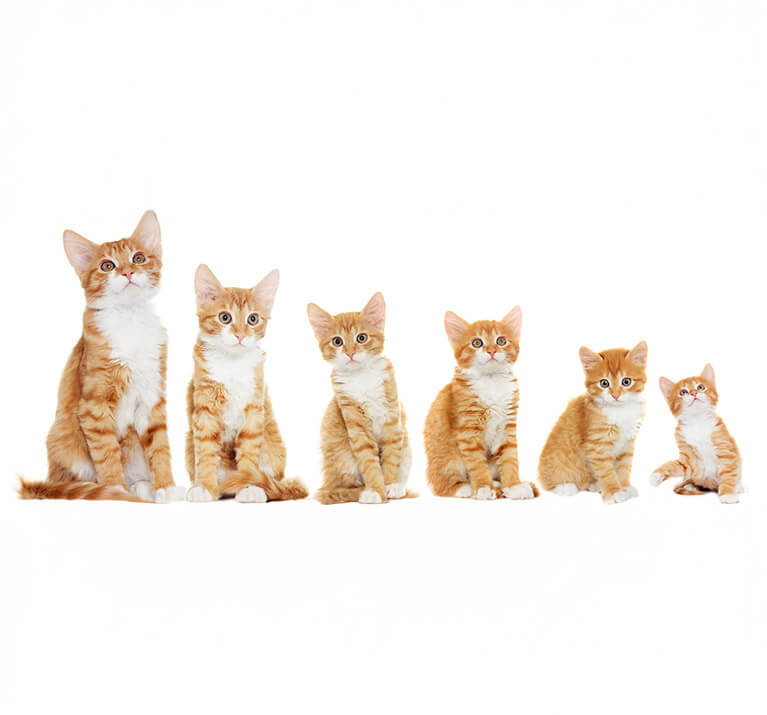 chatons avec fond blanc