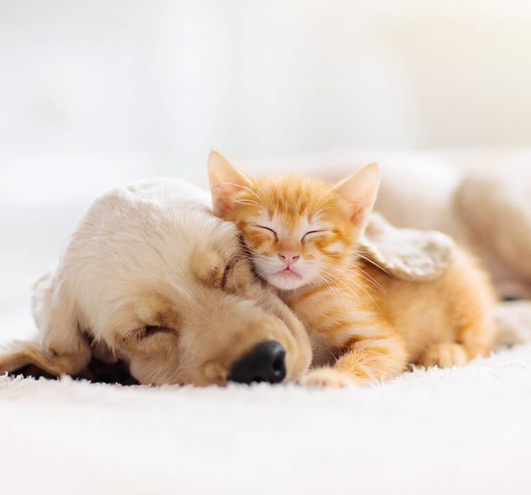 Chat et chien dormant ensemble