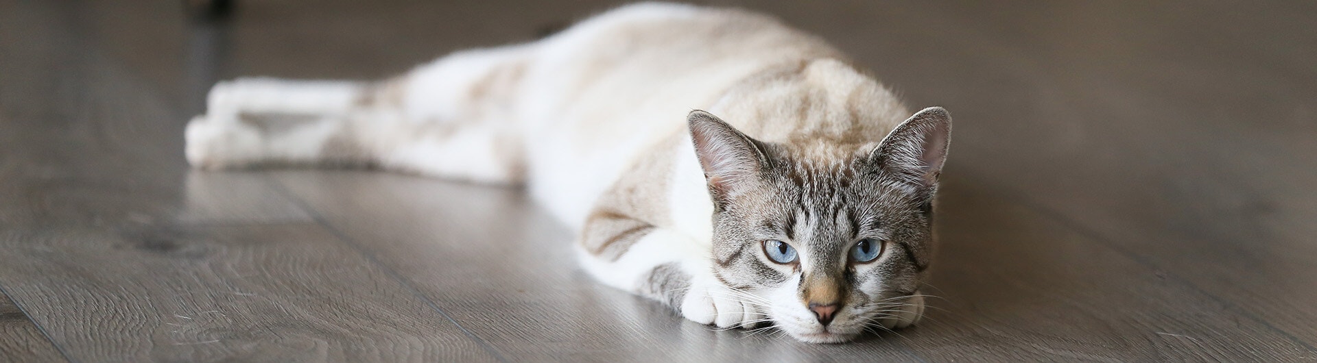Un chat blanc rayé allongé sur du parquet.