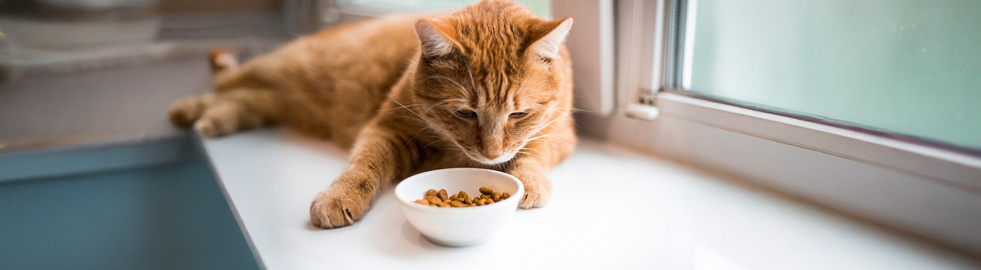 Un chat roux mange des croquettes.