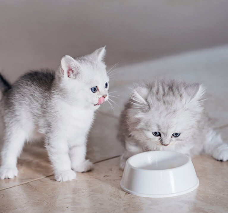 Deux chatons blancs mangent dans la même gamelle.