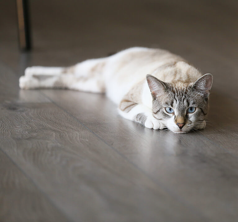Un chat blanc rayé allongé sur du parquet.