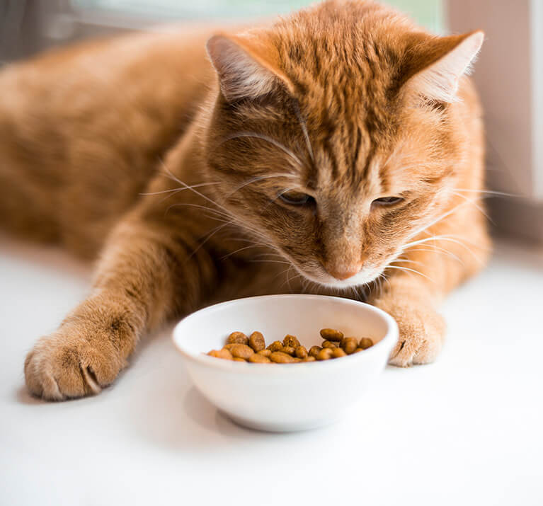 Un chat roux mange des croquettes.