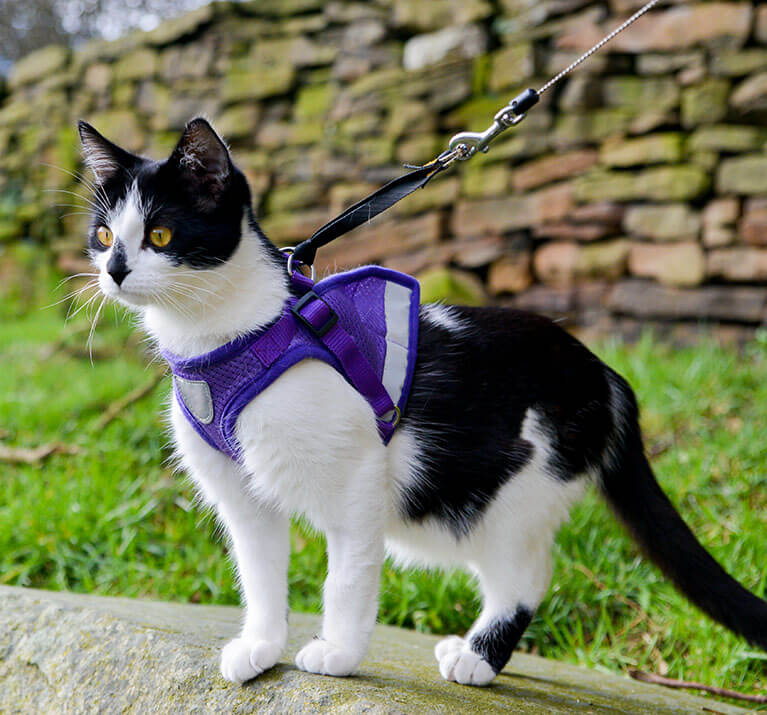 Chat noir et blanc en harnais regardant au loin