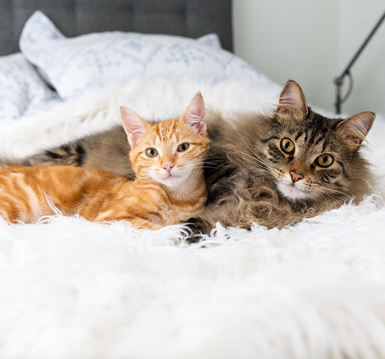 Deux chats allongés sur un lit : un roux tigré et un grand à poils longs, côte à côte