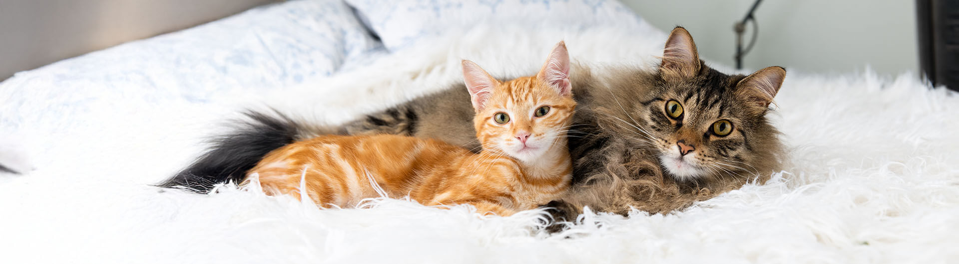 Deux chats allongés sur un lit : un roux tigré et un grand à poils longs, côte à côte
