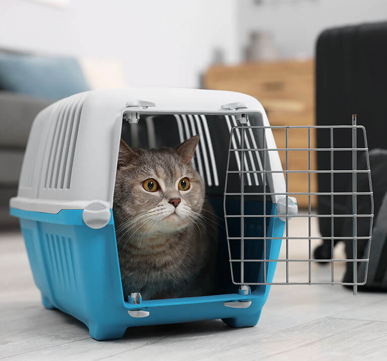 Chat gris dans une caisse de transport bleue et blanche ouverte