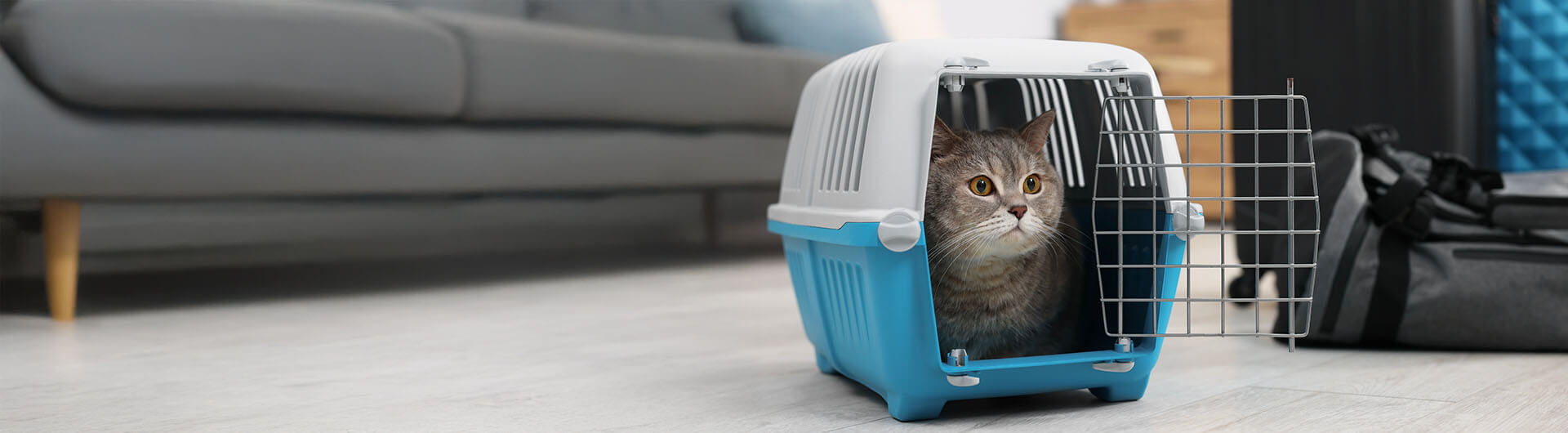 Chat gris dans une caisse de transport bleue et blanche ouverte