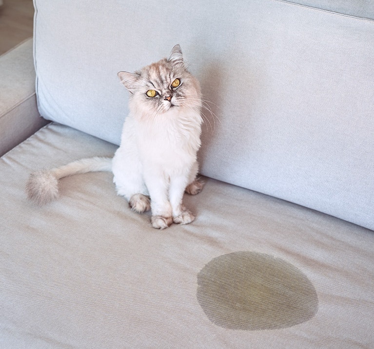 Un chat assis près d'une tache d'urine ou de pipi sur le canapé.