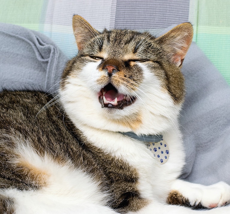 Symptôme coup de froid chat : réalité ou mythe ?