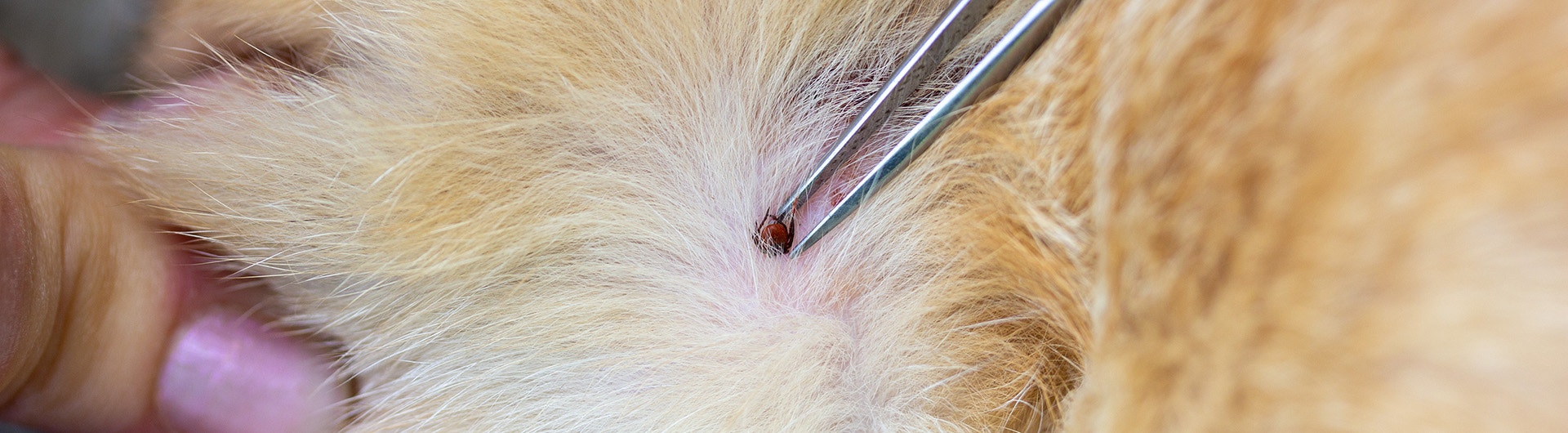 Une femme retire une tique de la peau d'un chat roux à l'aide d'une pince à épiler.