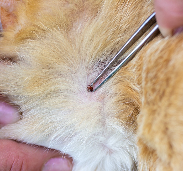 Une femme retire une tique de la peau d'un chat roux à l'aide d'une pince à épiler.