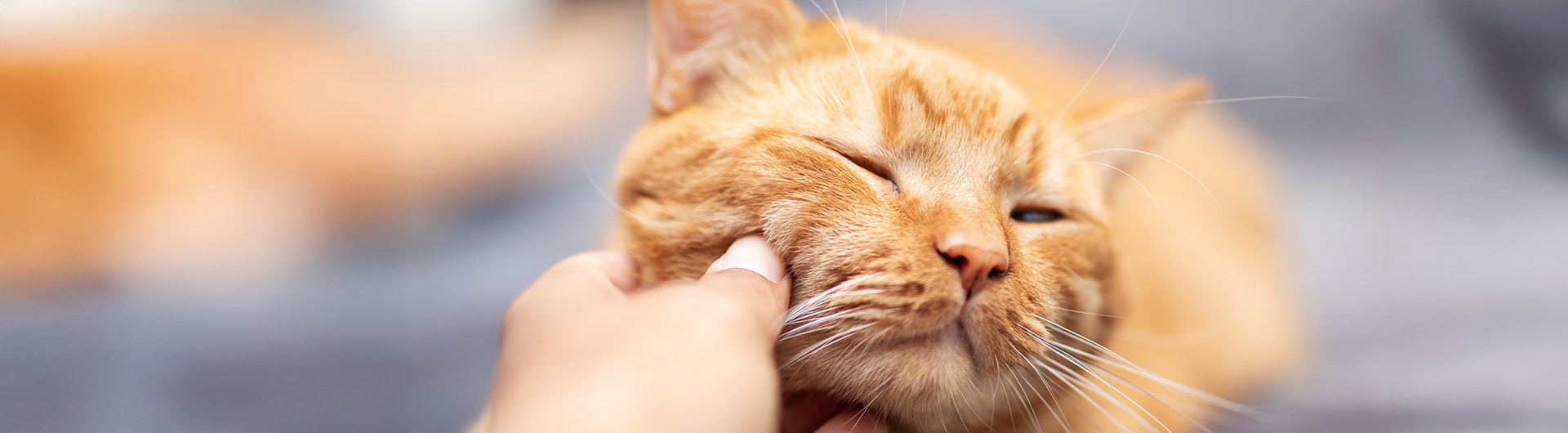 Une personne caresse doucement et affectueusement le doux visage d'un adorable chat roux.